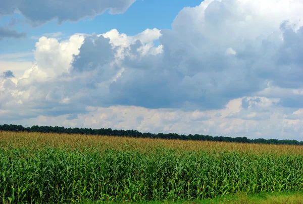 Maïsveld over bewolkt blauwe hemel — Stockfoto