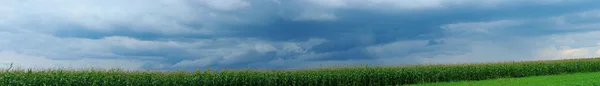 Kukuřičné pole nad bouře obloha — Stock fotografie