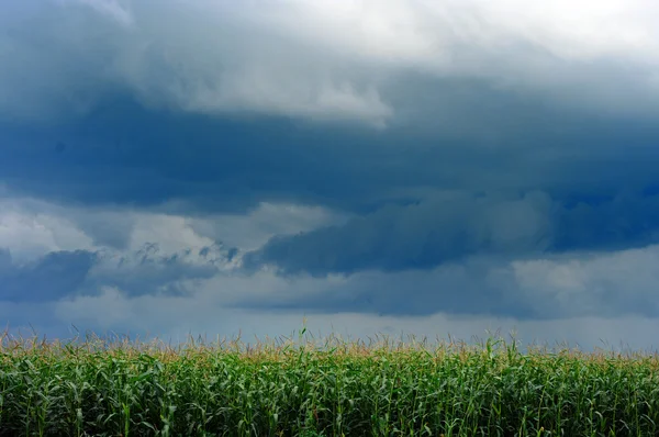 Pole kukurydzy nad burzy niebo — Zdjęcie stockowe