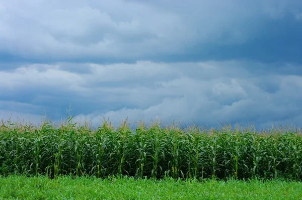 Champ de maïs sur ciel orageux — Photo