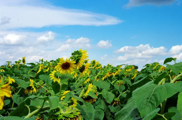 Solros fält över mulen himmel多云的蓝色天空向日葵场 — Stockfoto
