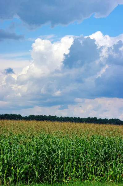 曇った青空にトウモロコシ畑 — ストック写真