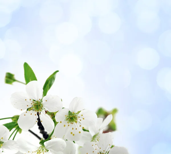 Tree branch with cherry flowers over blue background — Stock Photo, Image