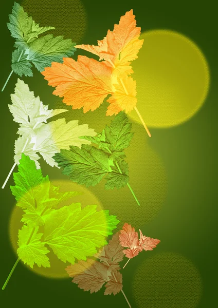 Yapraklar yeşil bir arka plan üzerinde — Stok fotoğraf