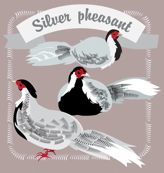 Срібні фазанів — стоковий вектор