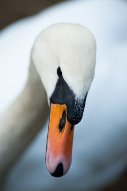 Kuğu closeup