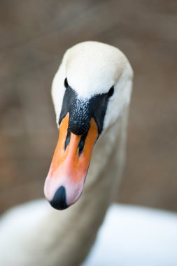 Kuğu closeup