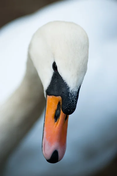 stock image Closeup of a swan