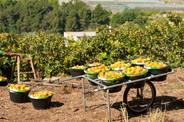 Loquat harvest clipart