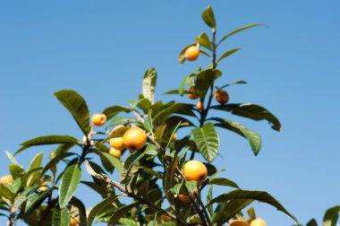 Loquat clipart