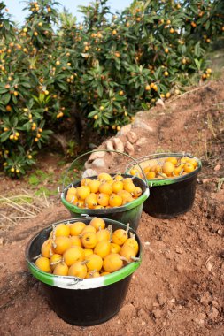 Loquat harvest clipart