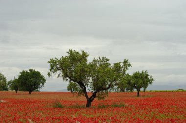 Gelincik alanı