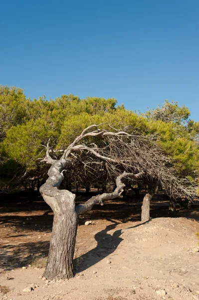 Vindblåste furutrær – stockfoto
