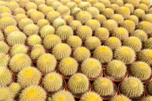 Cactus farm — Stock Photo, Image