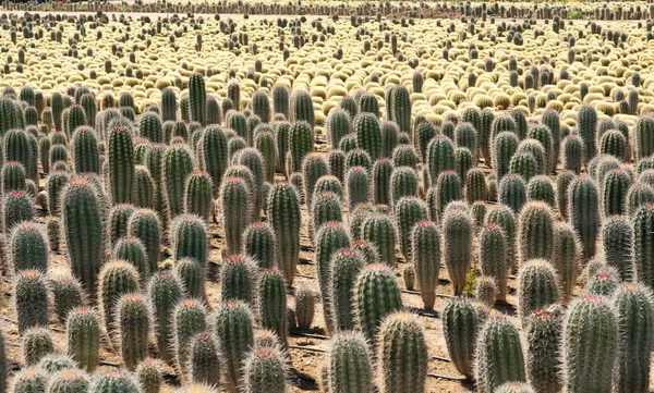 Kaktus gospodarstwa — Zdjęcie stockowe