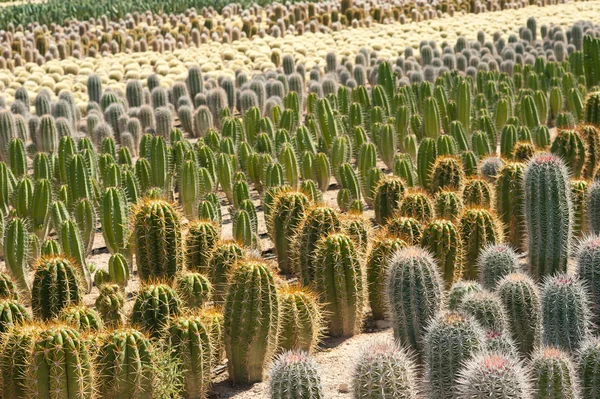 Cactus farm — Stock Photo, Image