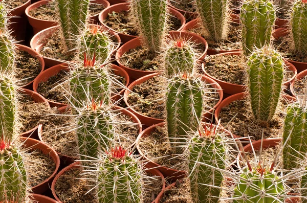 Cactus plantation — Stock Photo, Image