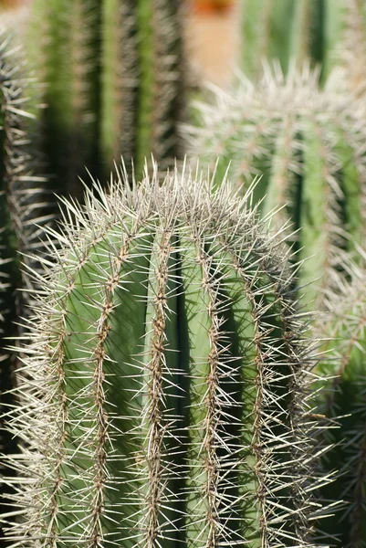 Cactus farming — Stock Photo, Image
