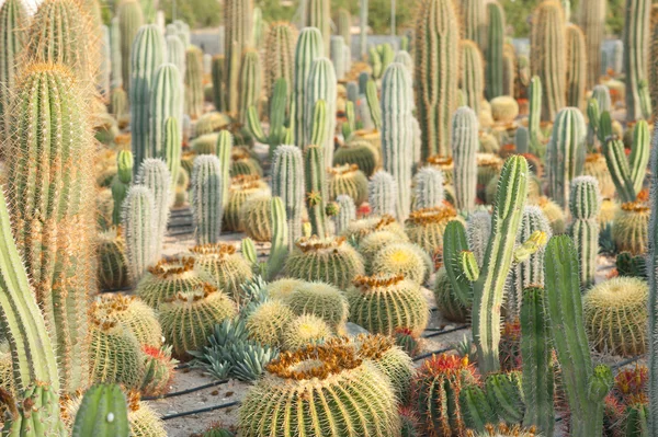 Agricoltura di cactus — Foto Stock