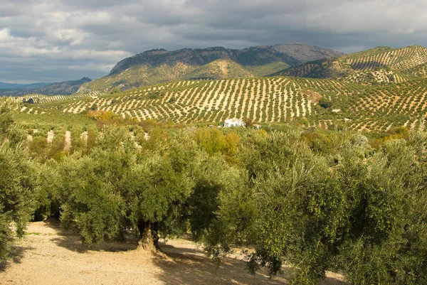 Perkebunan Olive — Stok Foto