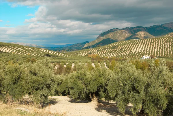 Olive plantation — Stock Photo, Image