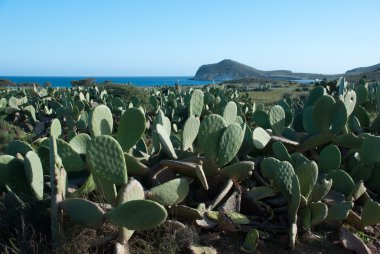 Cabo de Gata