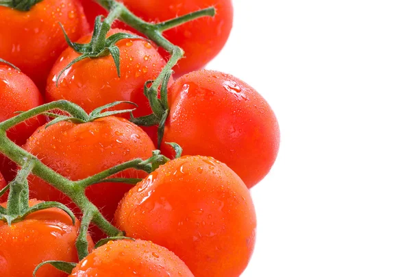 Pomidory na winorośli — Zdjęcie stockowe