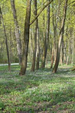 Early Spring Vegetation