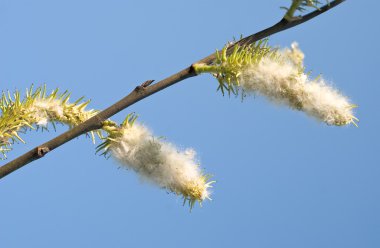 Branch with Cottonwood Seeds clipart