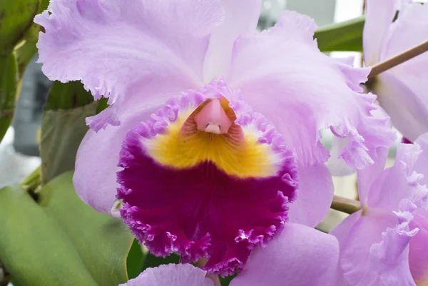 stock image Orchid Cattleya trianae