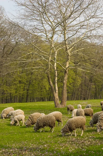 Troupeau de moutons pâturage — Photo