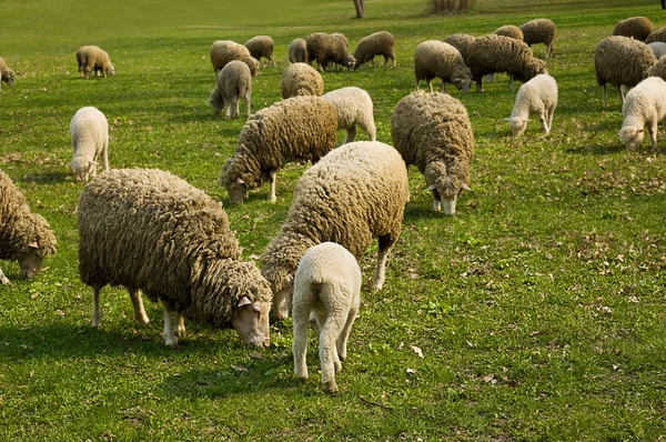 Stádo ovcí pasoucích se — Stock fotografie