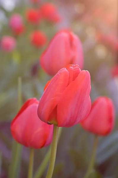 Tulpen onder zonsondergang licht — Stockfoto