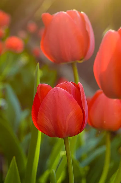 Tulipes rouges ensoleillées — Photo