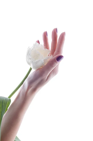 Biały tulipan w ręku — Zdjęcie stockowe