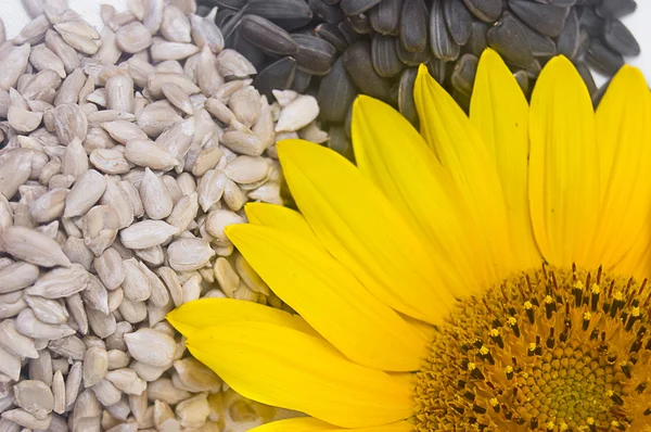 Slunečnicová semínka — Stock fotografie
