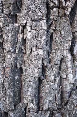 Ağaç kabuğu dokusu