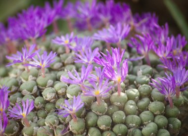 Inflorescencia un cactus.