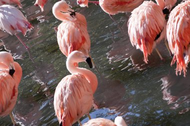 pembe flamingolar