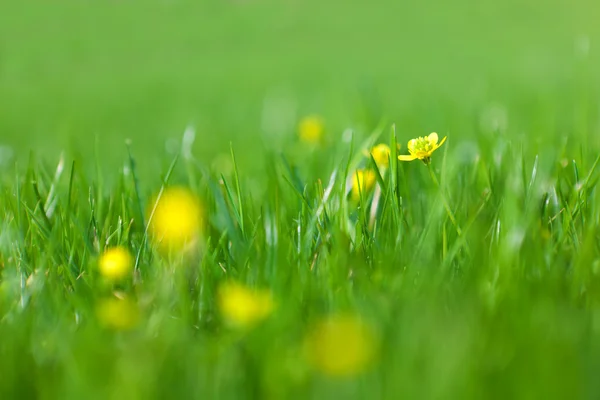 stock image Yellow flower on a green glade