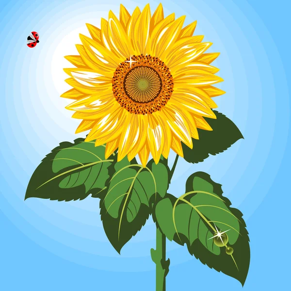 One Sunflower — Stock Vector