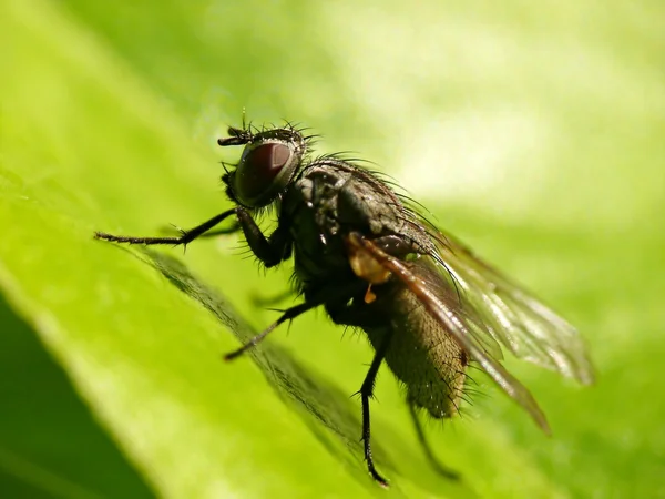 stock image Big fly