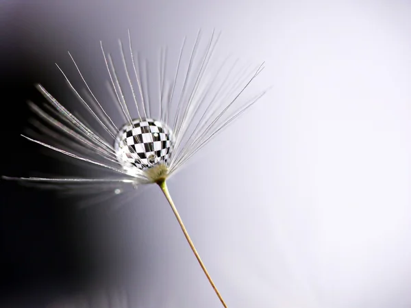 Water drops on blow-ball — Stock Photo, Image
