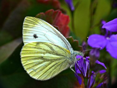 Sarı kelebek