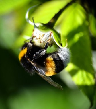 bombus arısı-