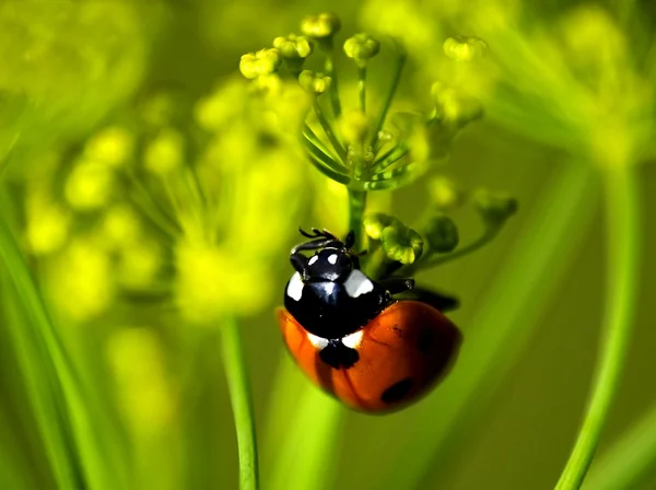 Ladybug on dill — Stock Photo, Image