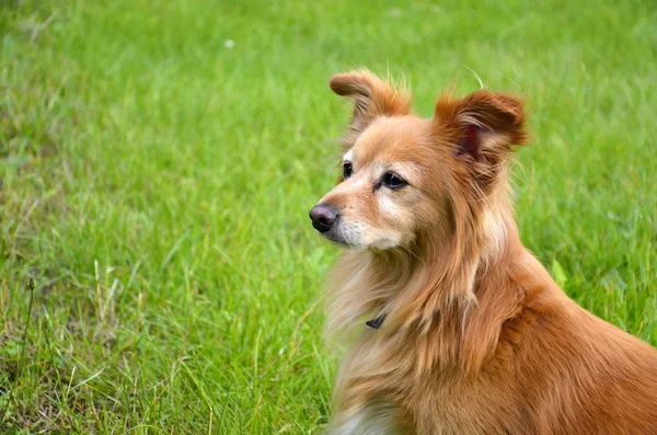 Seksi köpek.
