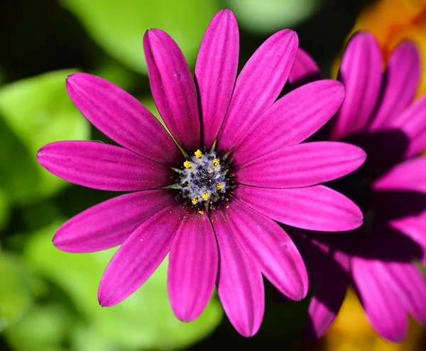 गुलाबी फूल — स्टॉक फोटो, इमेज