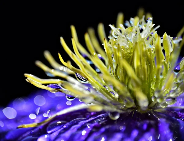 Макро цветка — стоковое фото