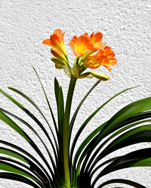 Flores cor de laranja — Fotografia de Stock
